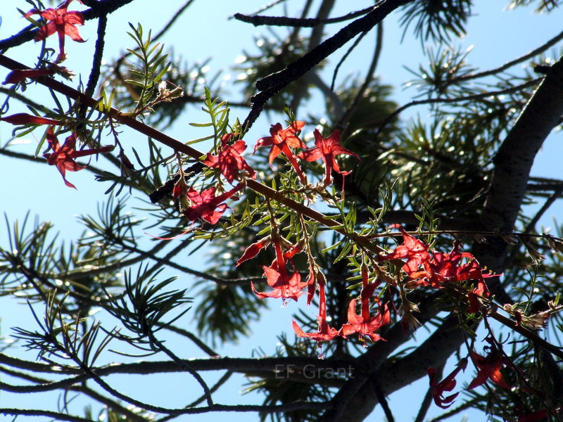 Pretty flowers in Grand Canyon National Park