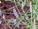 Bee getting pollen in Pennsylvania