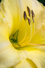 Praying mantis in a lilly in Michigan