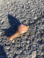 Snail cruising through Nazareth, PA