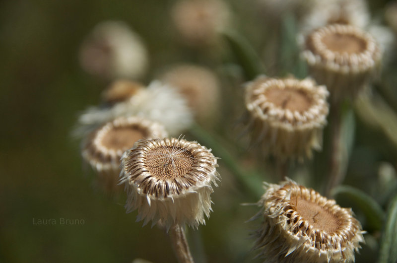 Remains of flowers in Brazil