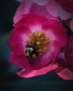 Bumble bee in Boolteens Co. Kerry, Ireland