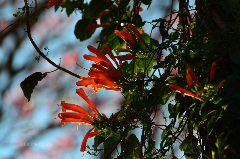 Beautiful Flowers