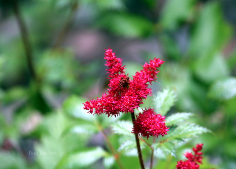 Beautiful flower