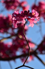 Beautiful flowers in Brazil