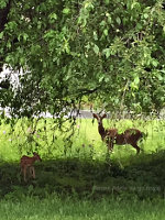 Doe and Fawn in Nazareth, PA