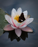 Butterfly in a lily in Lincoln, Nebraska