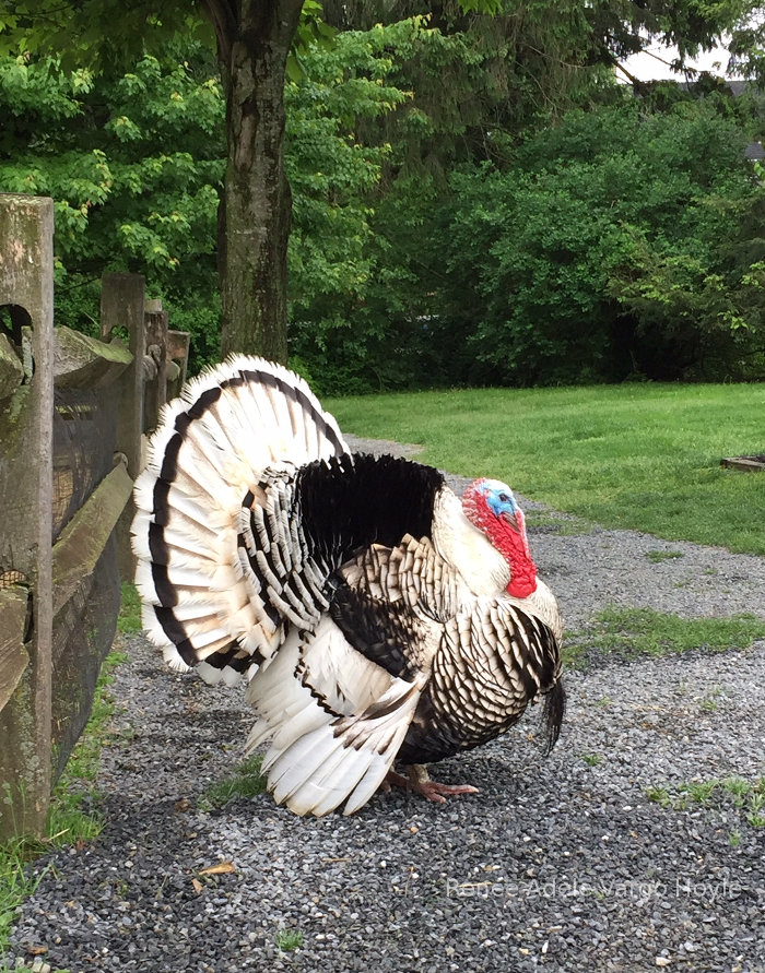 Turkey in Nazareth, PA