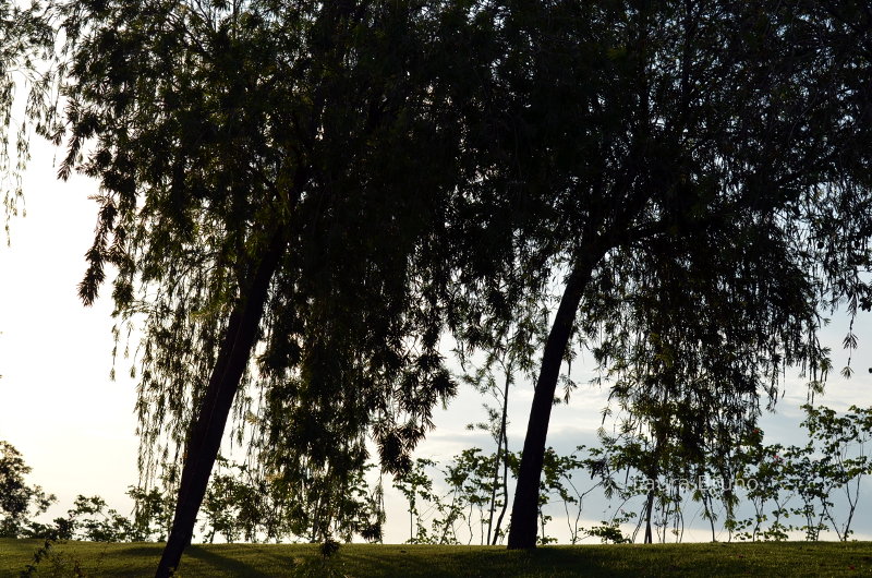 Beautiful lakeside trees in Brazil