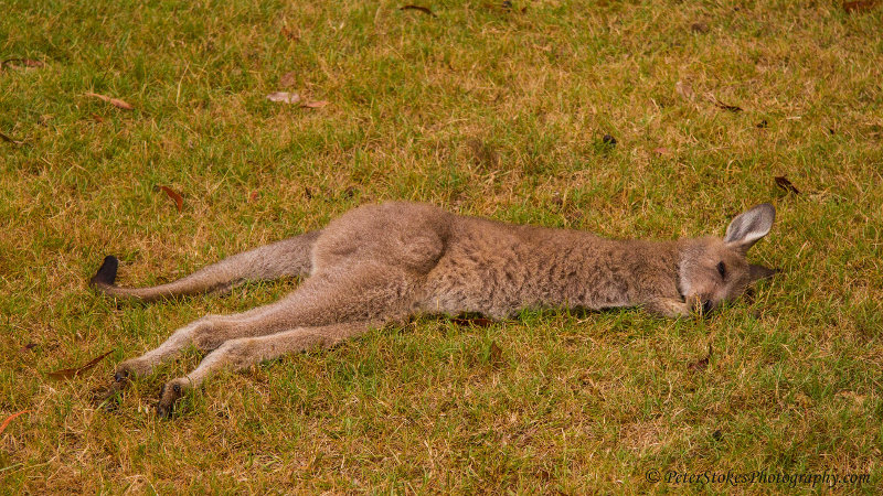 Kangaroo joey in Batemans Bay, NSW, Australia