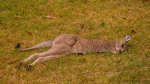 Kangaroo joey in Batemans Bay, NSW, Australia