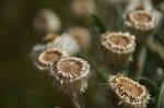 Dried flower?