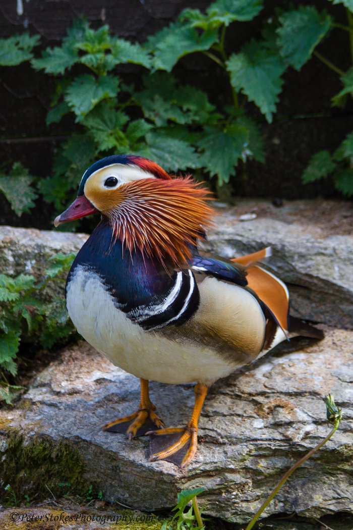 Mandarin Duck in Totnes, Devon, UK