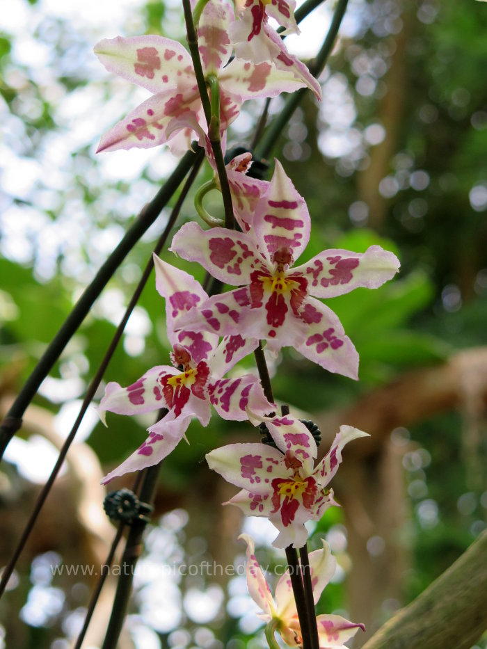 Tropical flower in South Dakota