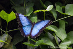 Emperor Butterfly in Dandenong Ranges, Victoria, Australia