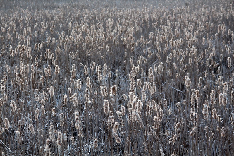 Reeds expanding