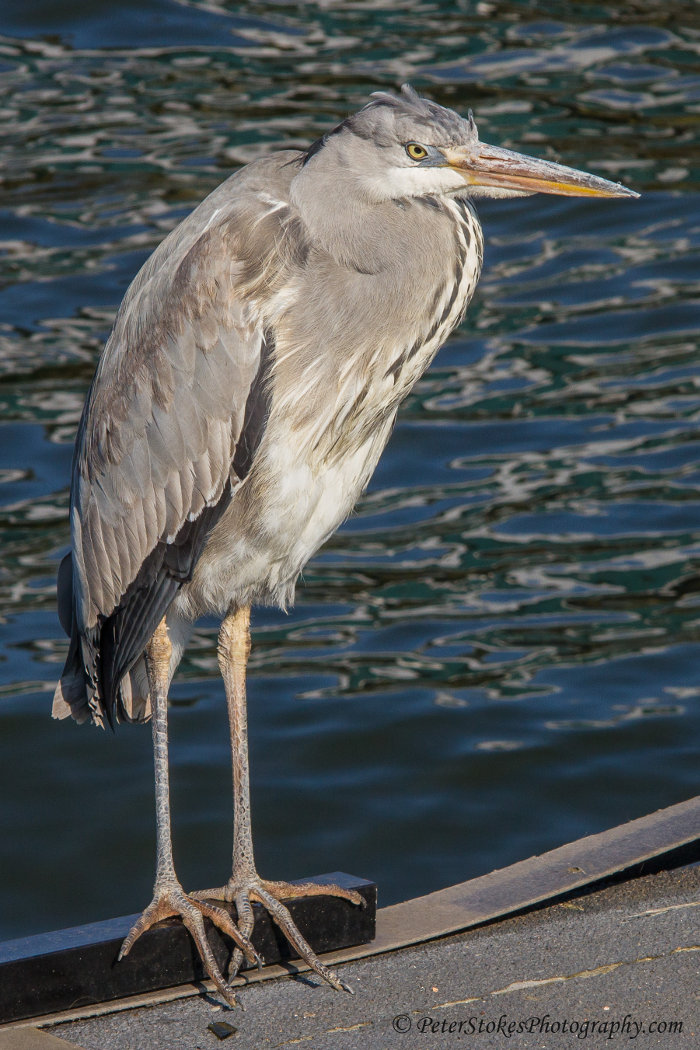 Handsome bird in Amsterdam