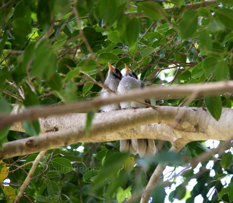 Pair of birds