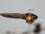 Beaver in Montana