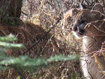 Cougar in Montana