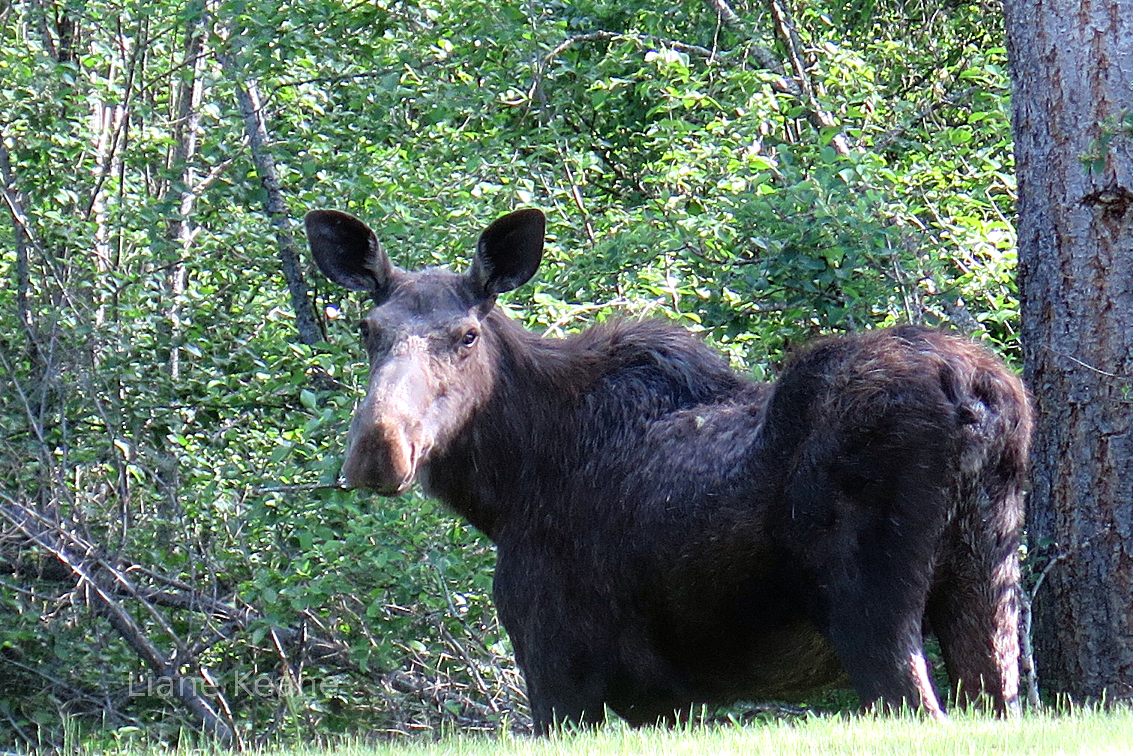 Hairy Moose 42