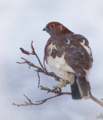 Willow Ptarmigan near Denali, Alaska