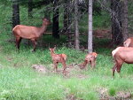 Elk calves