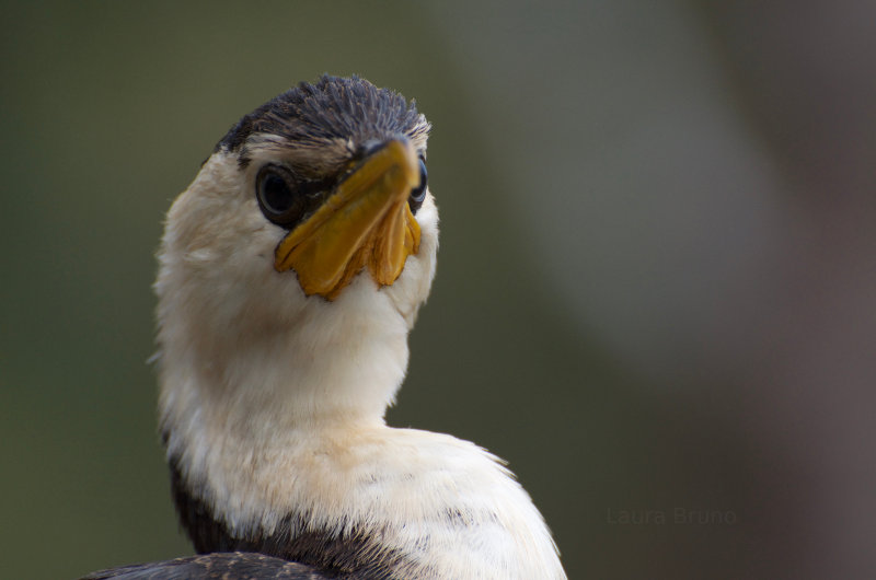 Curious bird.