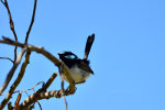 Pretty bird in Brazil.