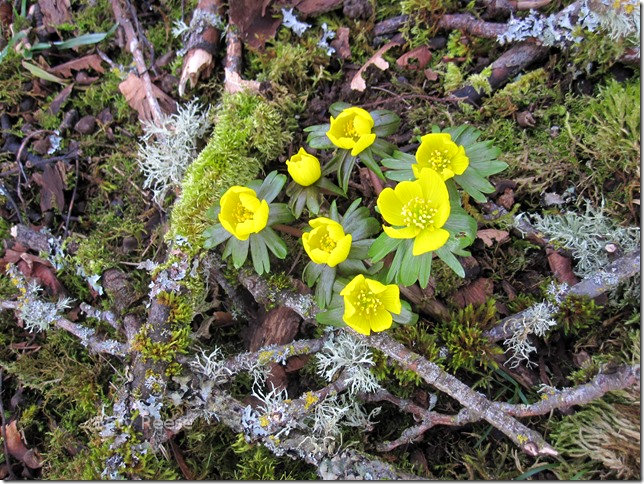 Beautiful Flowers in Cowichan Bay, BC