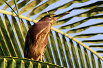 Green Heron in Boca Raton, Florida