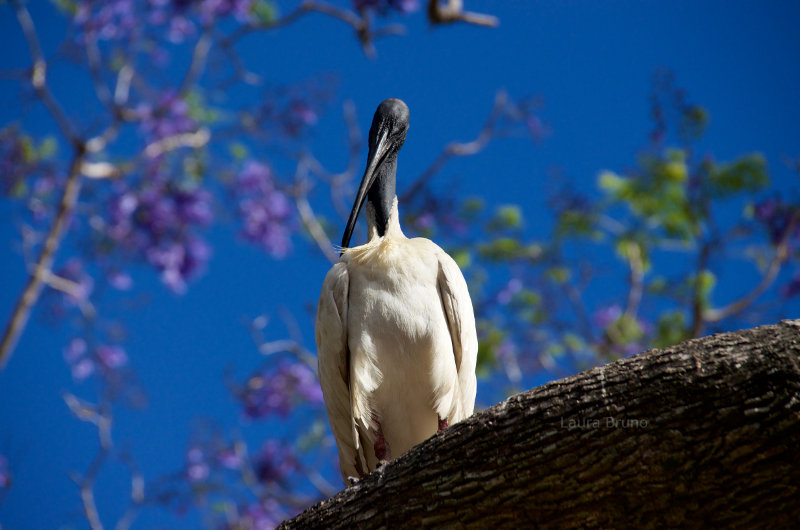 Strange Brazilian bird.