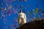 Strange Brazilian bird.