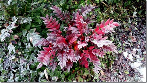 Pretty bush in Cowichan Bay, British Columbia