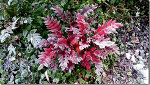 Pretty bush in Cowichan Bay, British Columbia