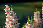 Beautiful Brazilian flowers