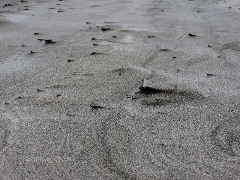 Sand on the Beach in Oregon