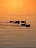 Ducks at Dawn in Minnesota