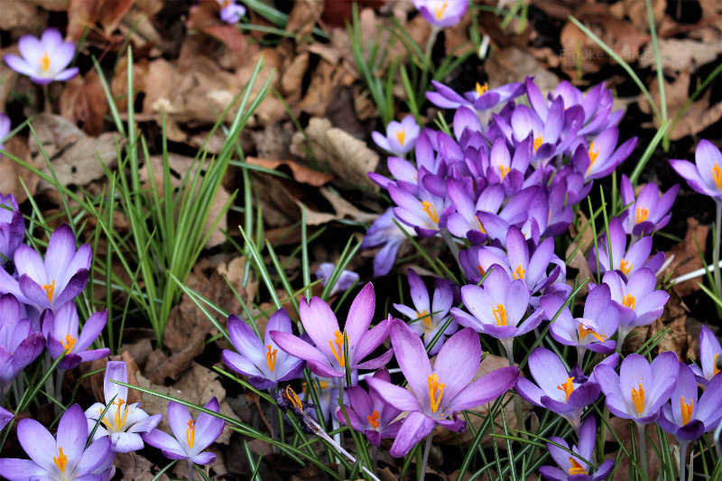 Gorgeous flowers at Kew Gardens in London