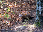 pine martin 