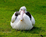 Staredown with a large bird, Port Macquarie, NSW, Australia