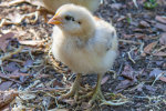 A chick near Sale, Victoria, Australia