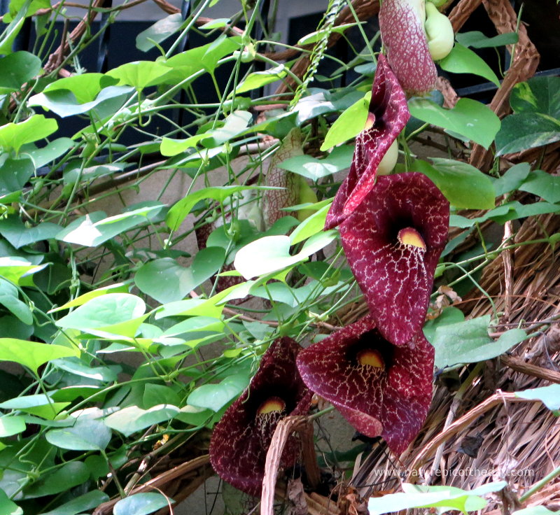 Exotic Flowers in South Dakota