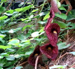 Exotic Flowers in South Dakota