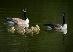 A family of Canadian Geese in Lincoln Nebraska