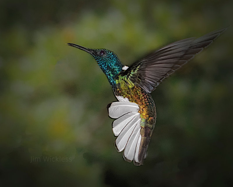 Hummingbird in Costa Rica