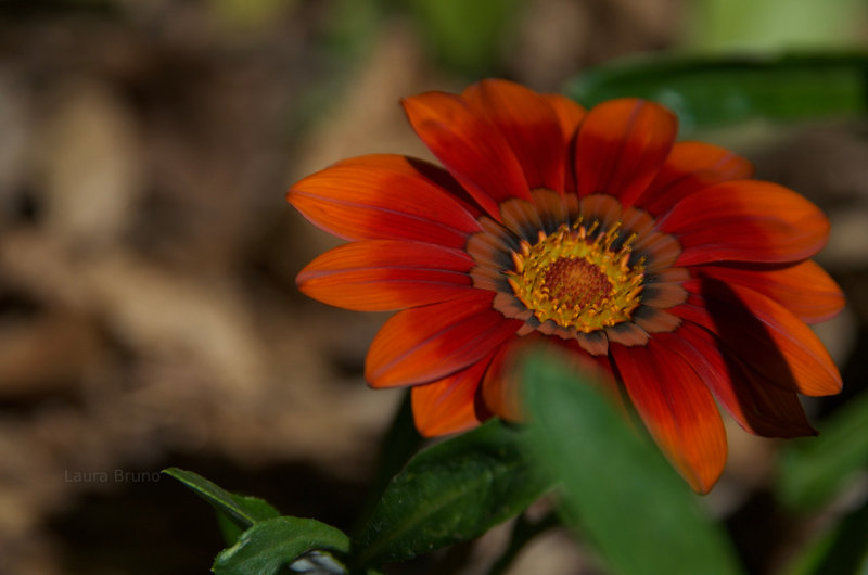 Beautiful flowers