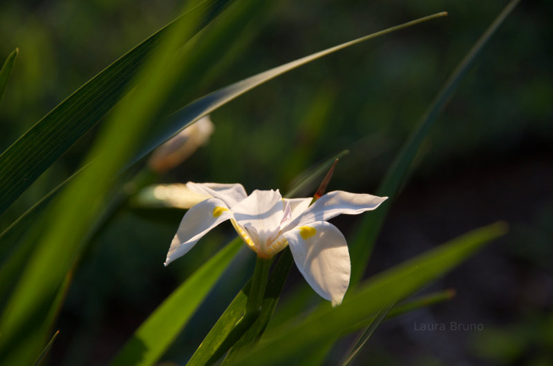 Flowers in Brazil