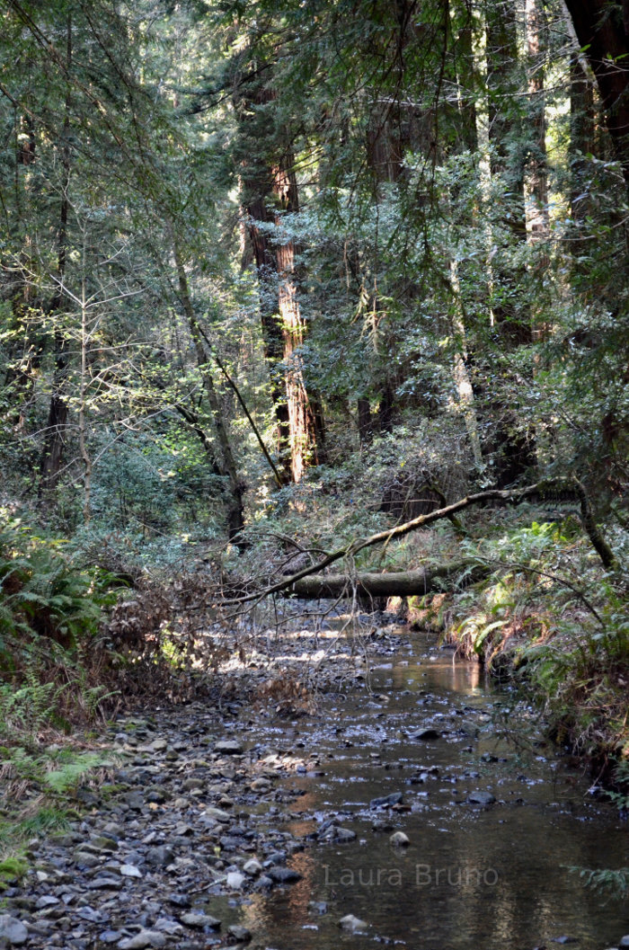 Creek flowing through the redwoods.