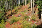 Huckleberry hunting in Montana